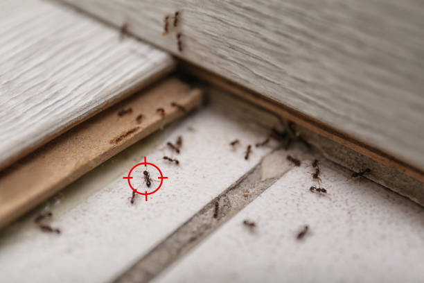 Best Emergency Pest Control  in Edgerton, MN