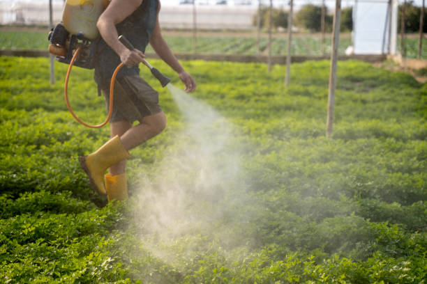 Reliable Edgerton, MN Pest Control Solutions